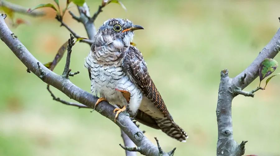 移遠通信物聯網整體解決方案，助力小型鳥類實現全球追蹤